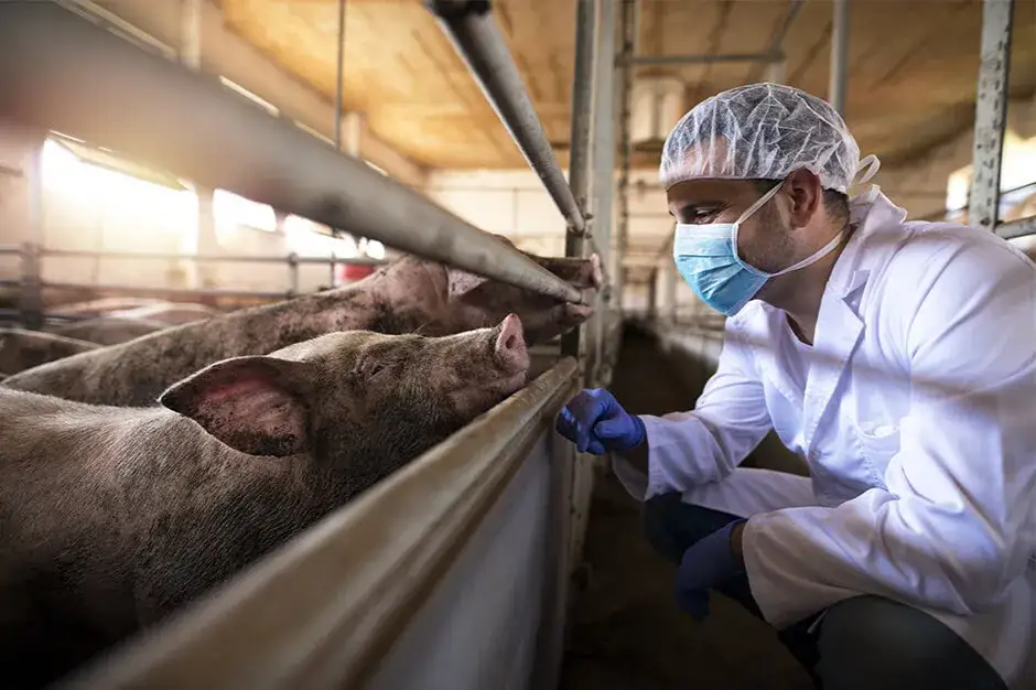 Bioasekuracja na fermie świń: kluczowe zasady i skuteczne metody