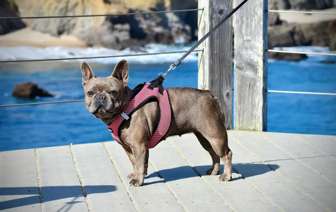 Szelki dla psa: Jak wybrać najlepsze? Zdrowie i komfort!