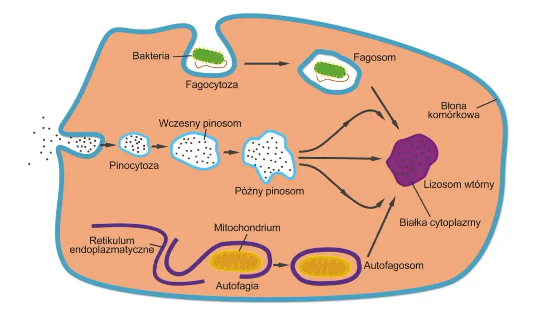 Lizosomy - Jak działa i co rozkłada komórkowy system trawienia?