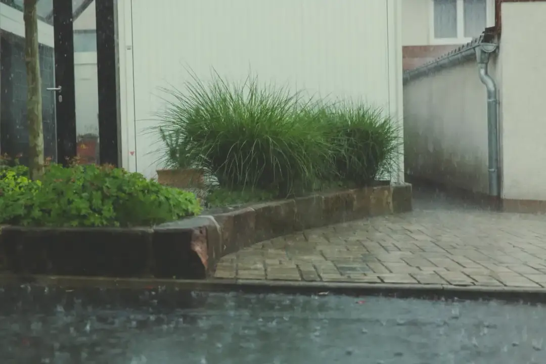 Intensywny deszcz spływa z dachu, tworząc kałuże na podjeździe. Woda z dachu 200m2 zasila rośliny.