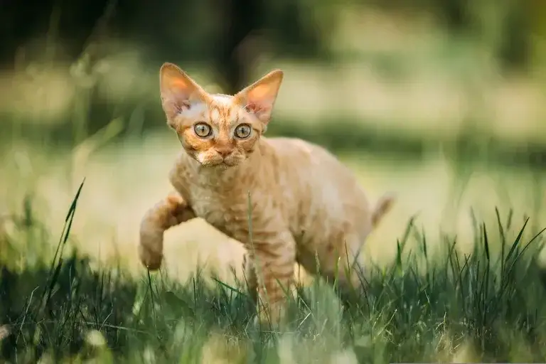 Devon Rex: Kot o psim sercu? Poznaj jego sekrety!