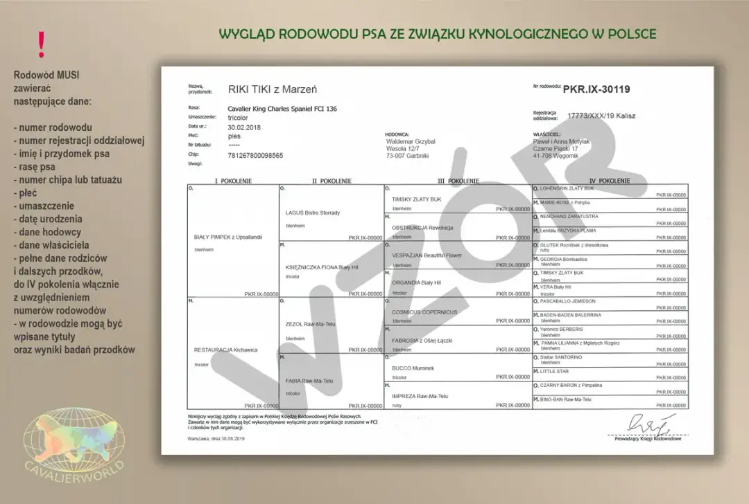 Rodowód eksportowy psa: Sprowadź szczeniaka z zagranicy bez ryzyka
