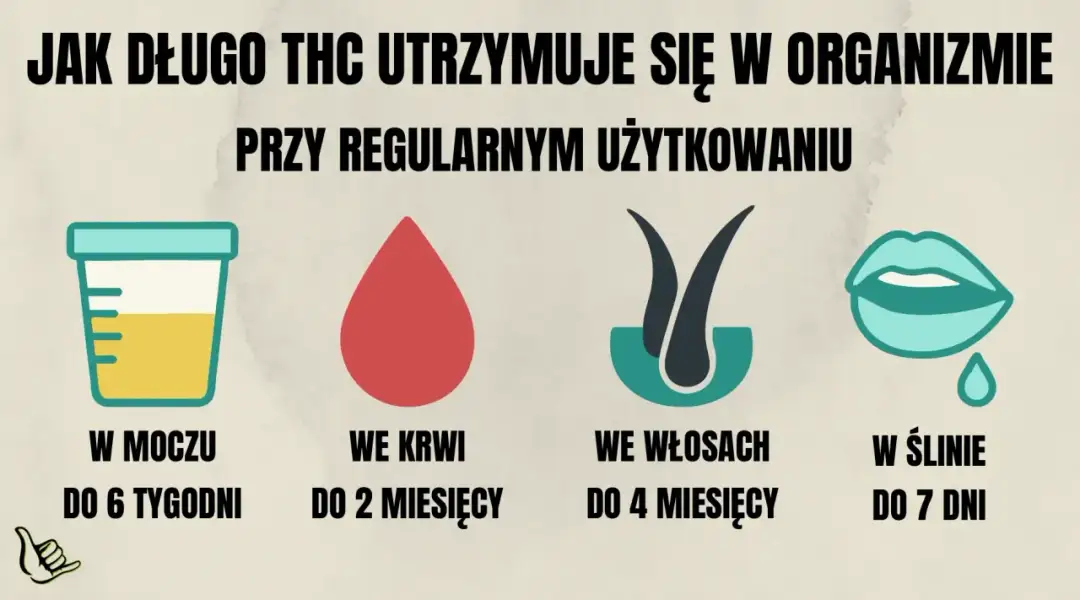 THC - działanie, objawy i czas wykrywalności - Jak czytać wyniki?