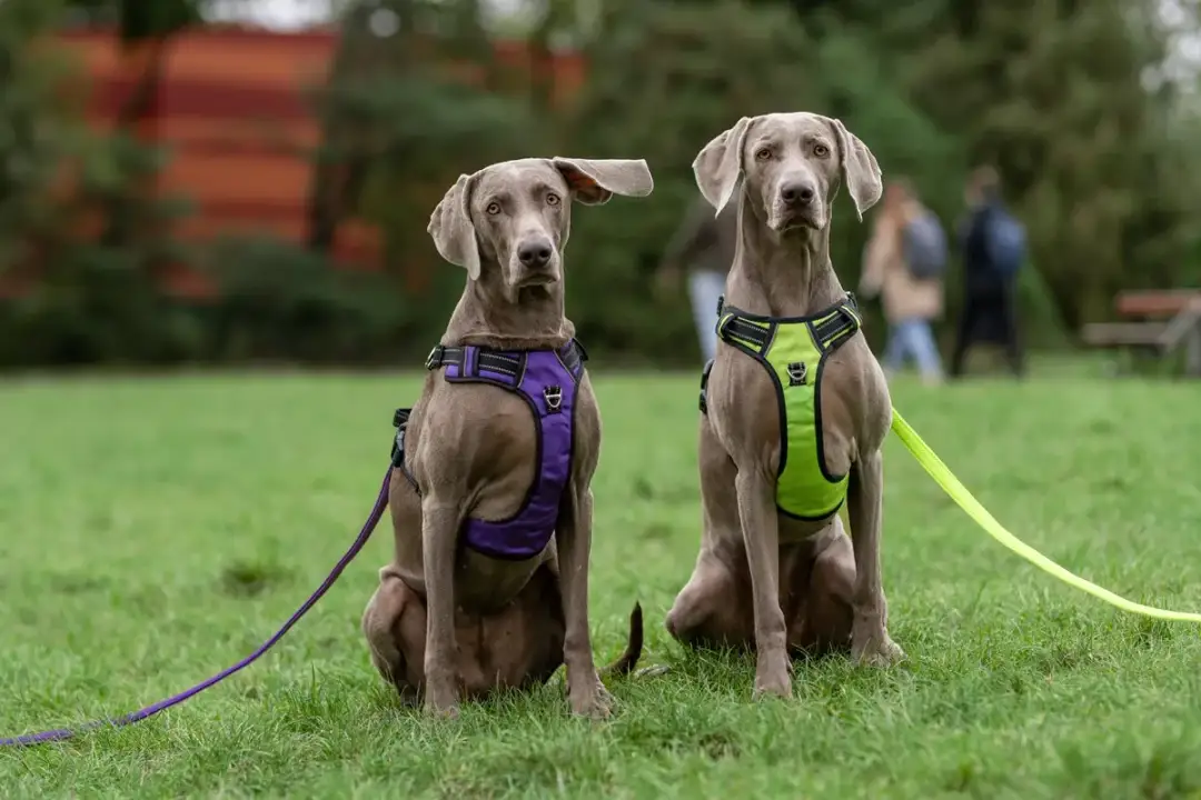 Pies ciągnie? Szelki easy-walk i guard klucz do spokojnych spacerów