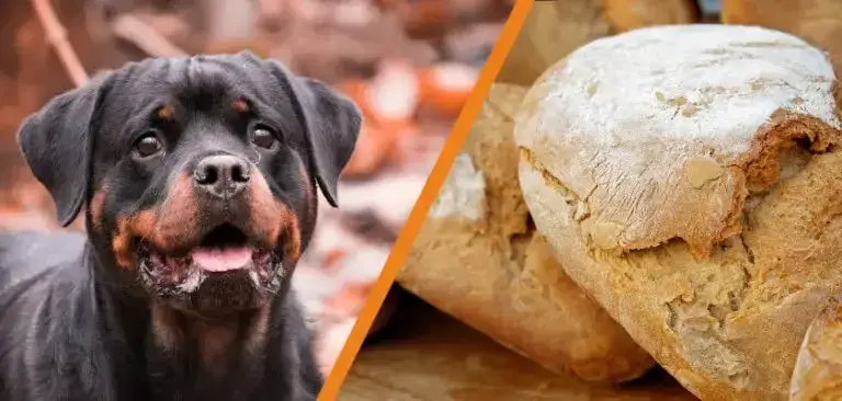 Czy pies może jeść pieczywo? Poznaj fakty i zagrożenia dla zdrowia