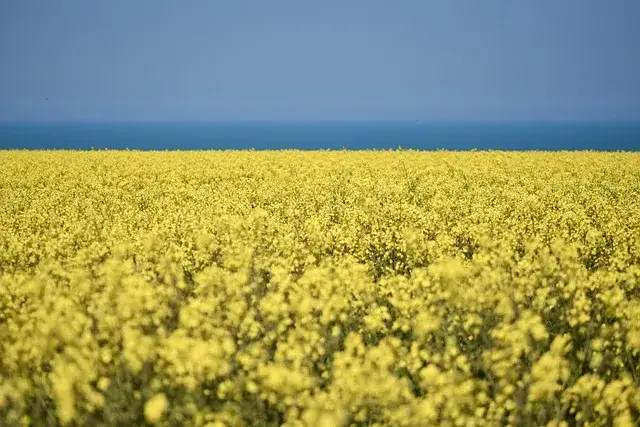 Czy olej rzepakowy jest bezpieczny dla psa? Fakty i zalecenia