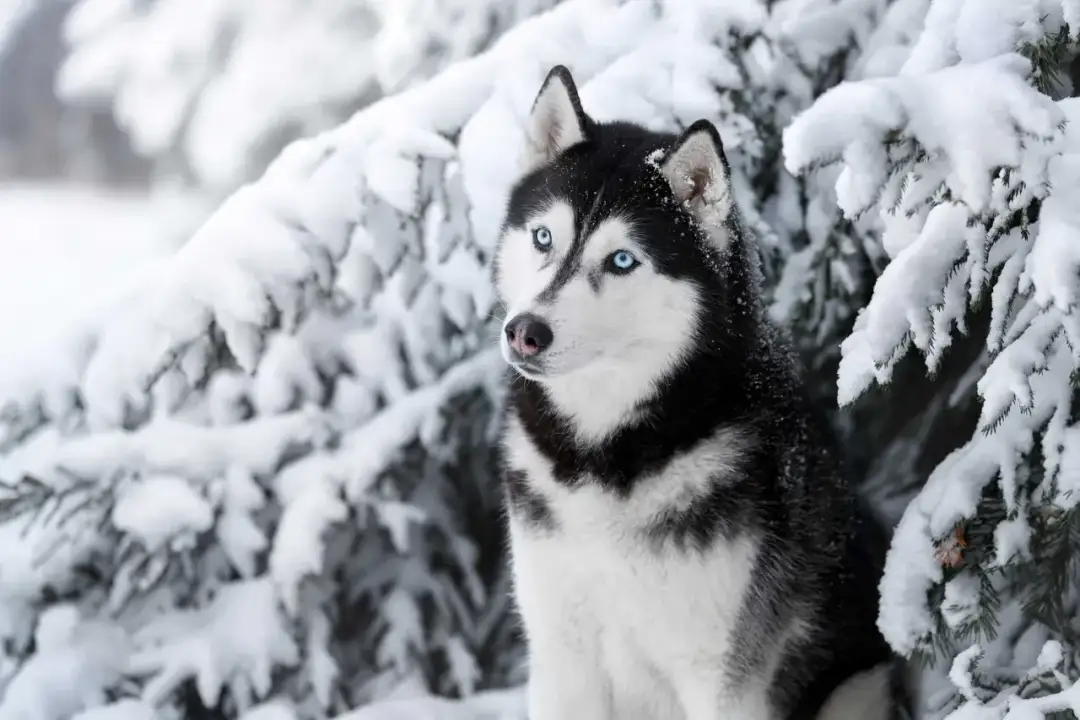 Ile kosztuje husky z rodowodem? Poznaj ceny i ważne czynniki