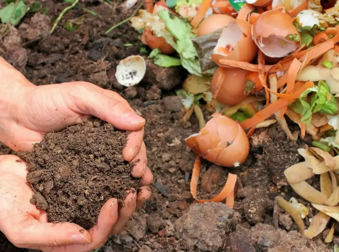 Czego nie wrzucać na kompost? 10 błędów, które mogą zaszkodzić kompostowi