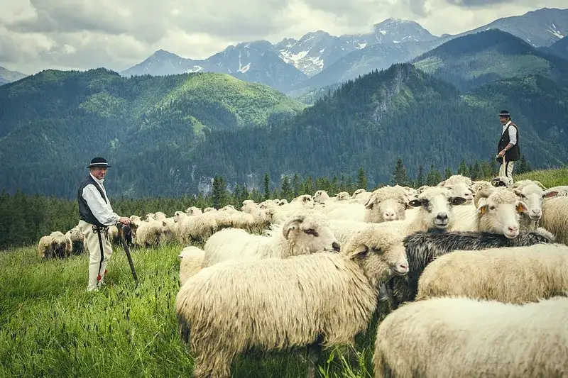 Bacówka 2 Zakopane: Odkryj górski azyl tradycji i smaku