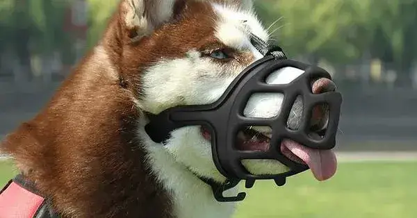 Alternatywy dla kołnierza dla psa - komfortowe i bezpieczne rozwiązania