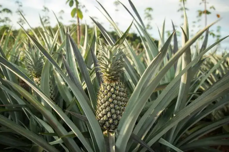 Ananas Roślina - Uprawa Egzotycznego Ananasa w Ogrodzie