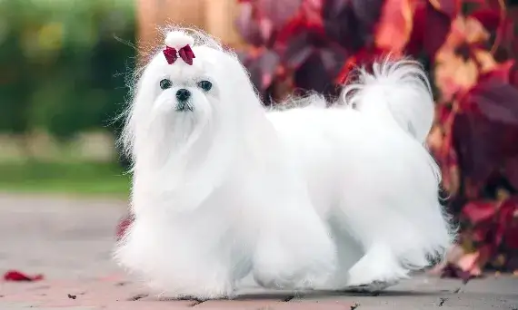 Jaką obrożę dla maltańczyka wybrać, aby zapewnić komfort i bezpieczeństwo?