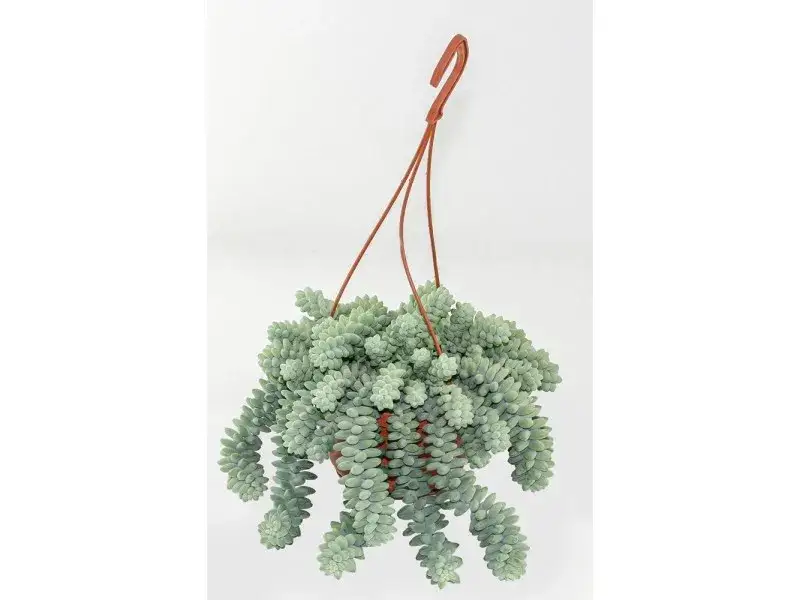 Kwiat burrito - egzotyczny składnik w mieszankach herbacianych