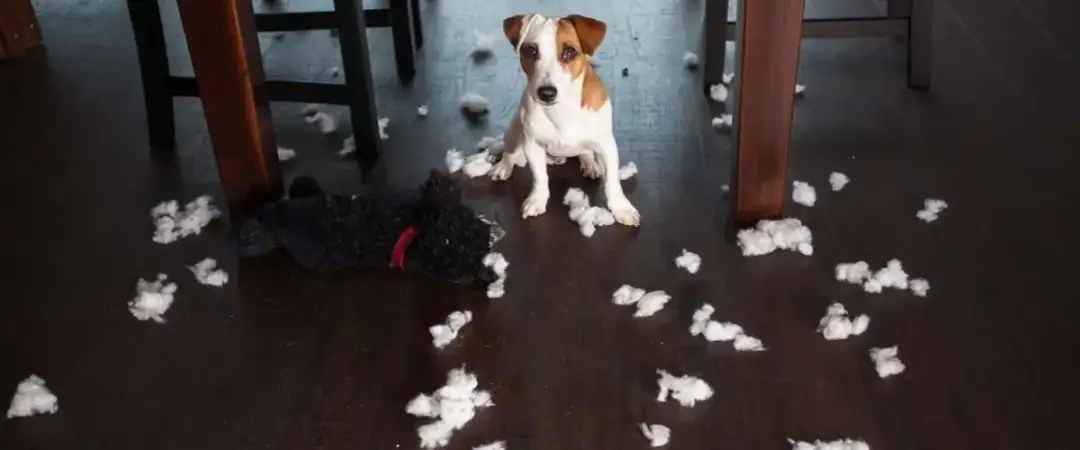 Skuteczne sposoby na zabezpieczenie mebli przed psem i ich zniszczeniem