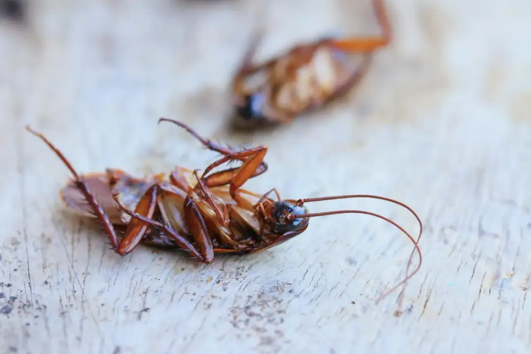 Skuteczne sposoby na karaluchy w bloku – jak ich się pozbyć?