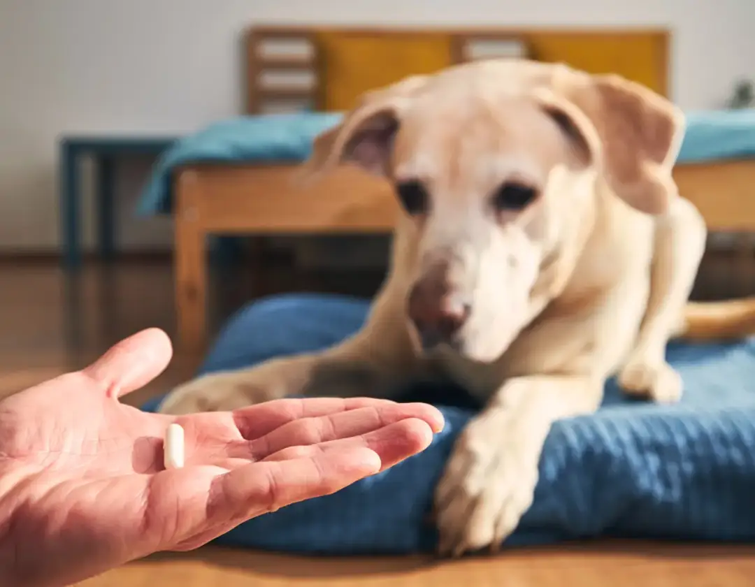 Jak długo działa tabletka na kleszcze dla psa? Skuteczność i ochrona przed pasożytami