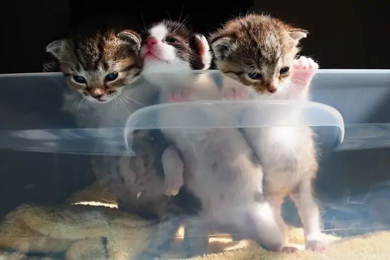 Rozwój kociąt: Od narodzin do odkrywcy wygląd tydzień po tygodniu