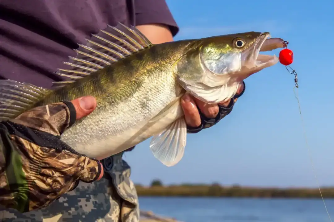 Jaką plecionkę na sandacza wybrać, aby uniknąć strat podczas łowienia?