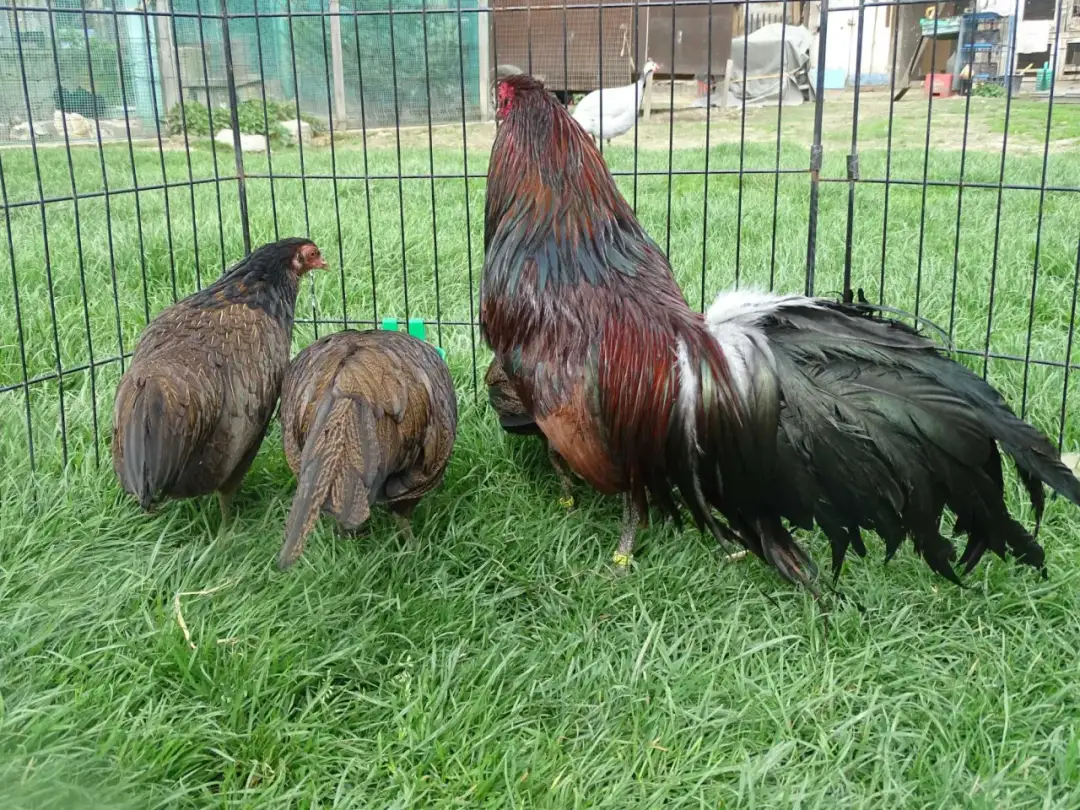 Gdzie znaleźć drób ozdobny na OLX? Sprawdź oferty w Polsce