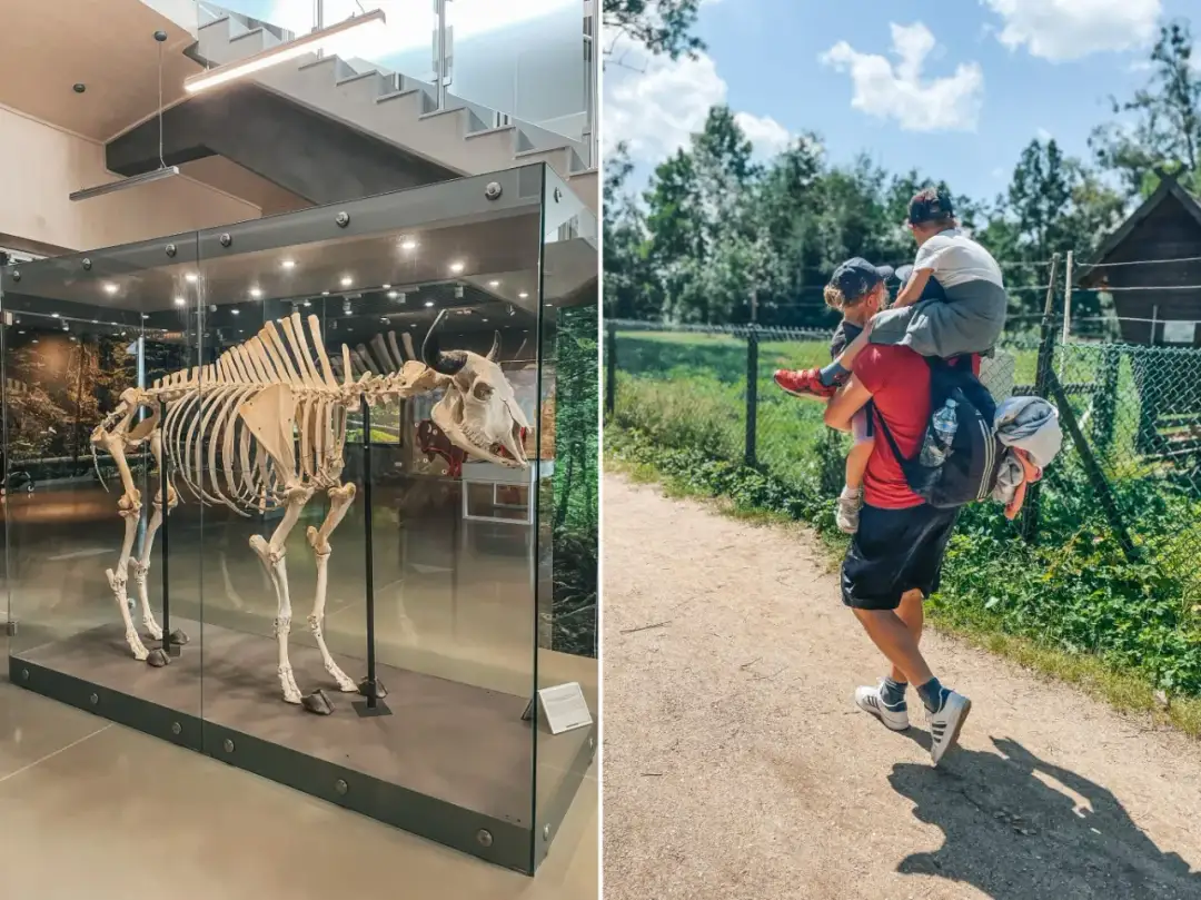 Białowieża gdzie z dzieckiem – najlepsze atrakcje i miejsca na rodzinny wypoczynek