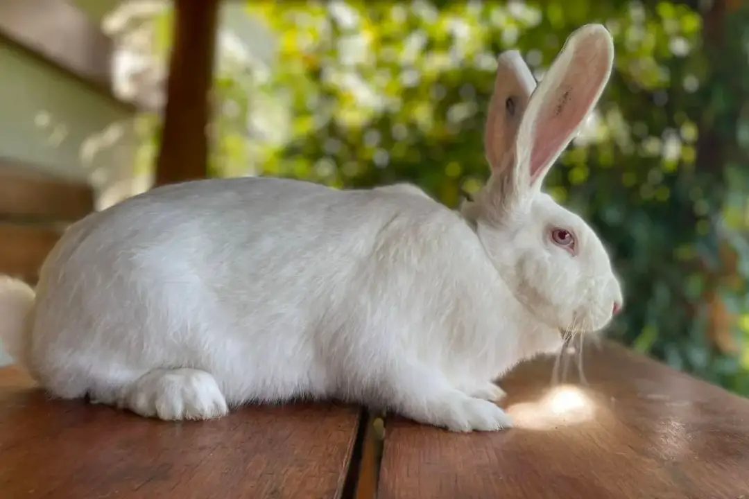 Hodowla królików jak zacząć – uniknij najczęstszych błędów i zyskaj sukces