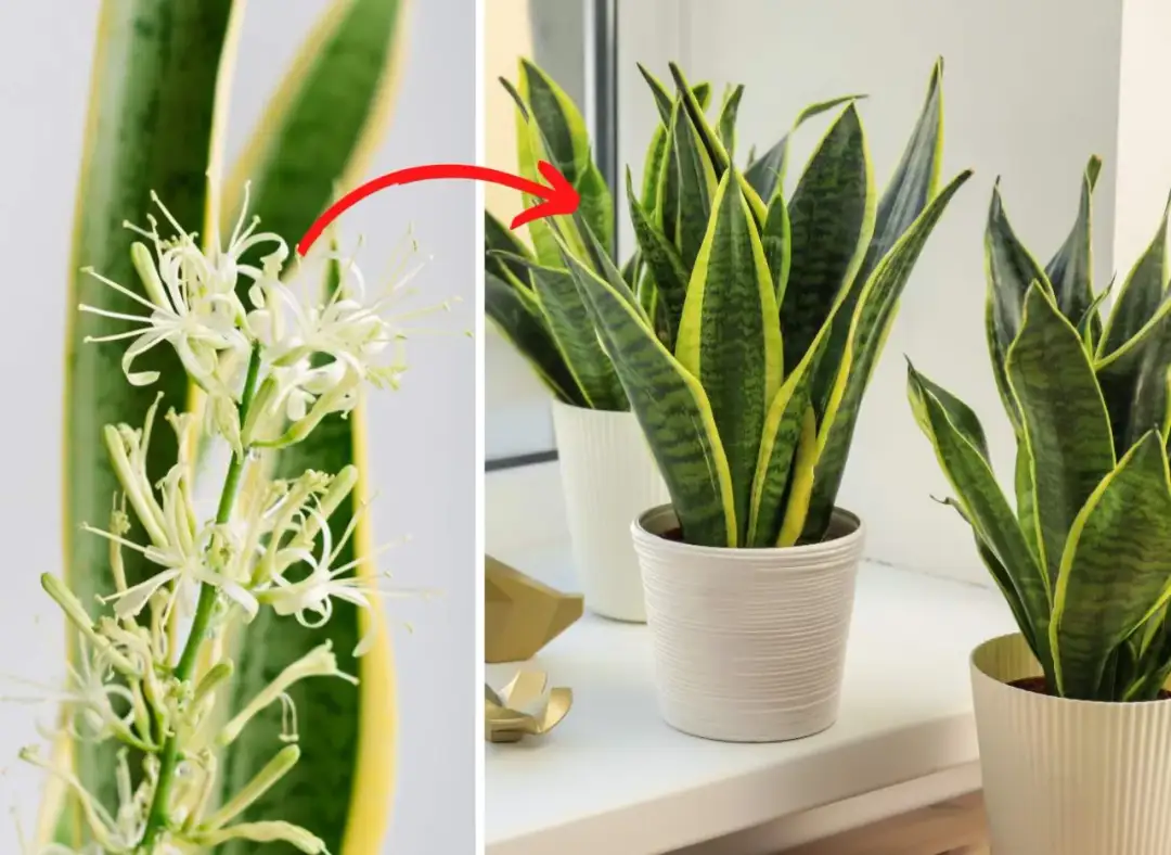 Jak kwitnie wężownica? Odkryj sekrety jej pięknych kwiatów