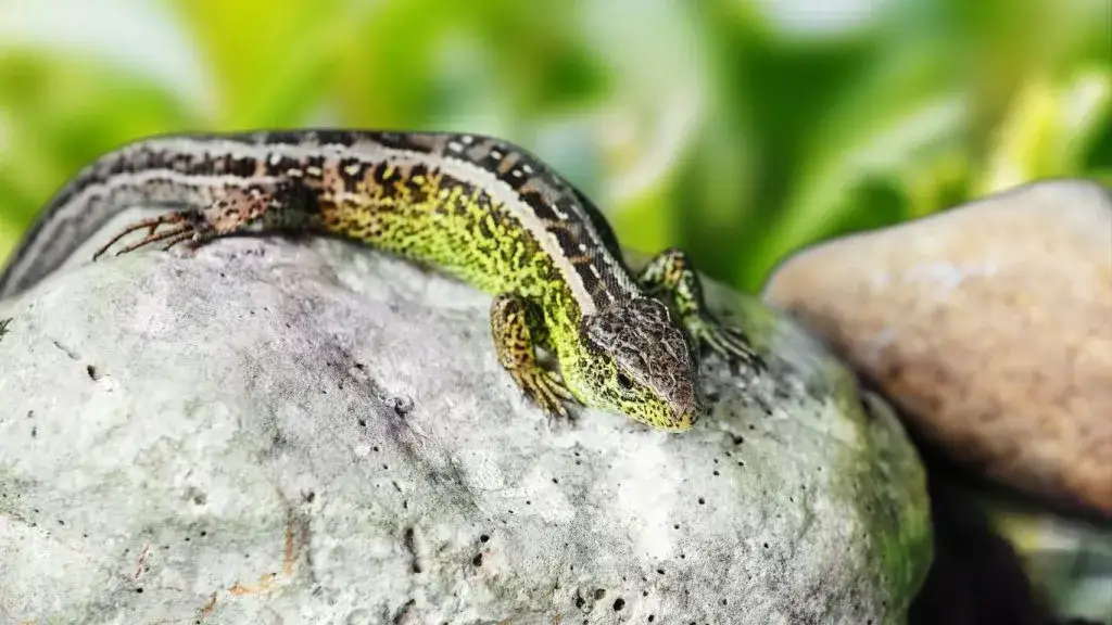 Jak skutecznie pozbyć się jaszczurek z ogrodu – naturalne i humanitarne metody