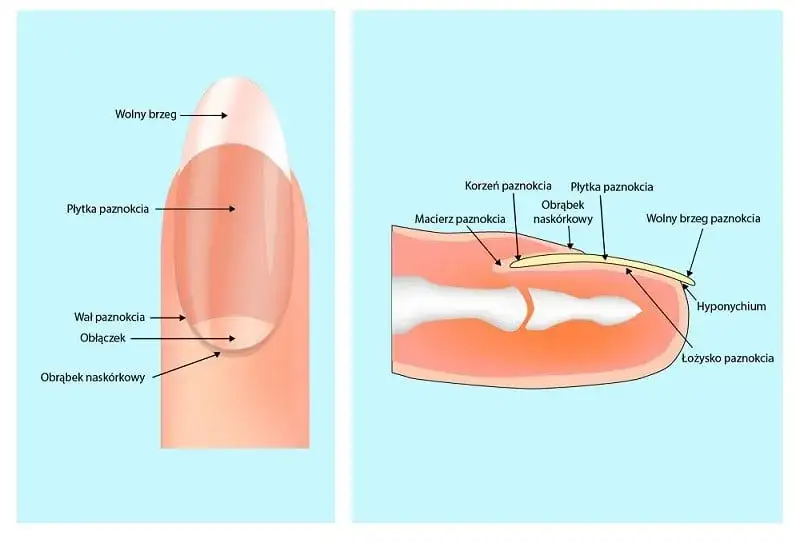 Budowa płytki paznokcia - Co powinieneś wiedzieć o płytkach paznokciowych