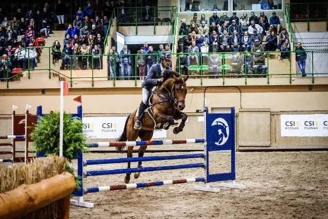 Hipologia i jeździectwo w Poznaniu - poznaj najlepsze programy i kariery