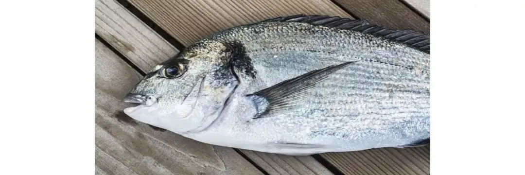 Die besten Köder für Dorade: So fängst du garantiert mehr Fische