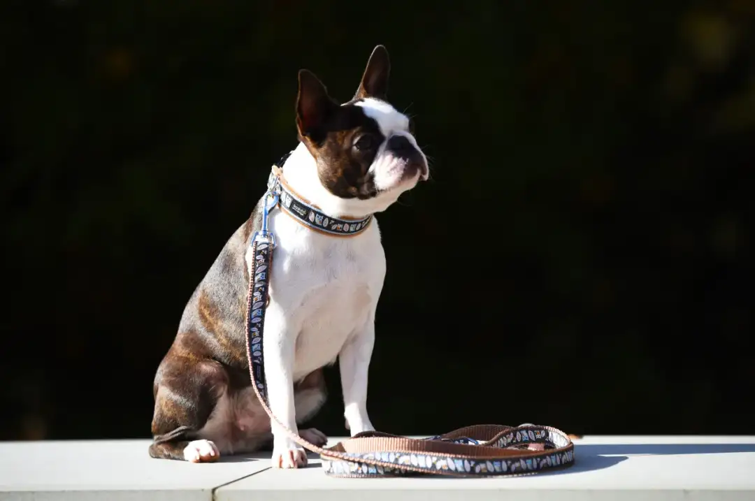 Czy pies powinien nosić obrożę cały czas? Unikaj zagrożeń dla zdrowia