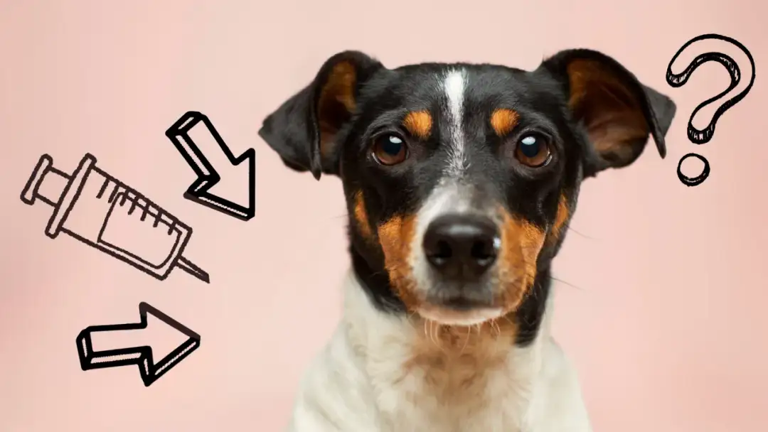 Kiedy odrobaczać szczeniaka? Kluczowe terminy dla zdrowia pupila