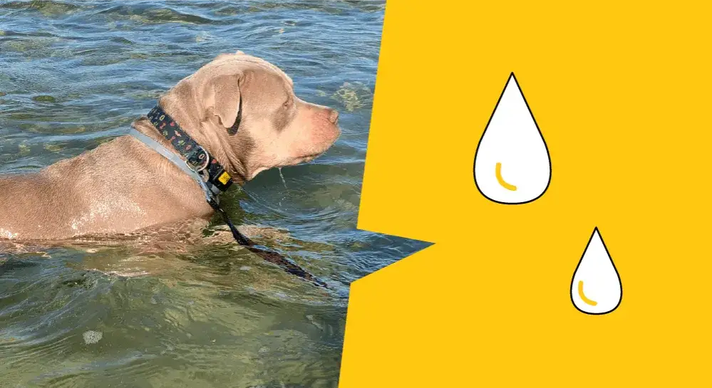 Jak pływać pieskiem: Proste kroki, aby uniknąć błędów i nauczyć się efektywnie