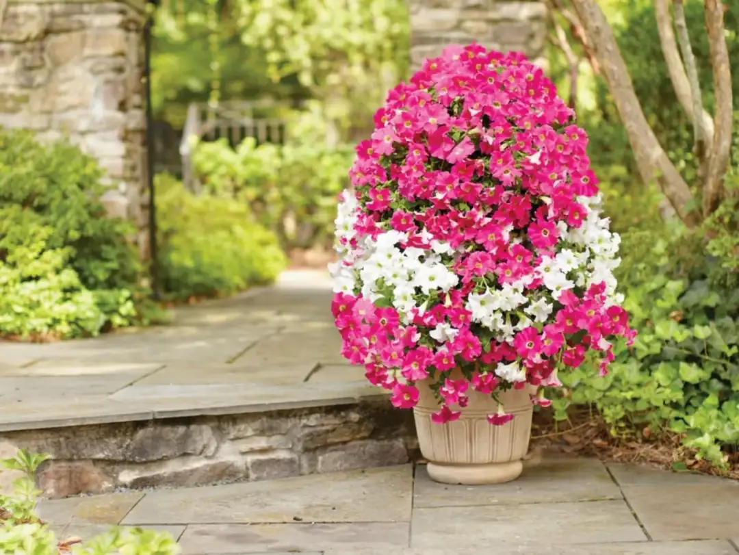 Wylewające się kwiaty z doniczki: Stwórz efektowną kaskadę