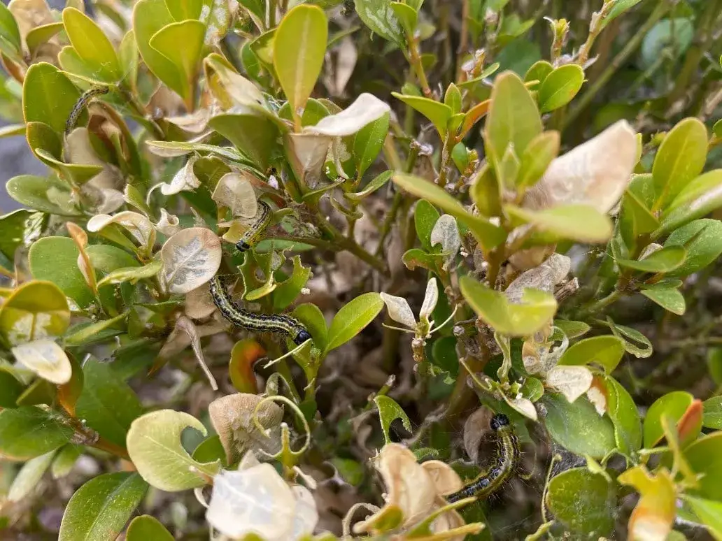 Skuteczne sposoby na opryskiwanie bukszpanu: naturalne i chemiczne metody