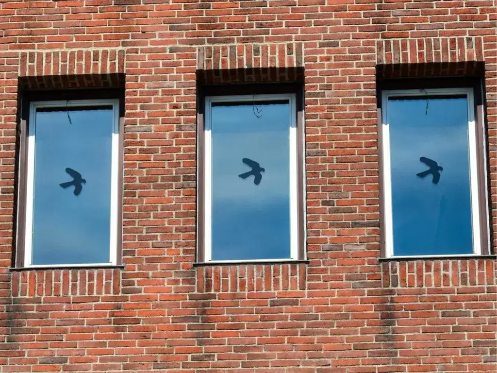 Dlaczego gołębie uderzają w okna? Oto zaskakujące przyczyny i rozwiązania