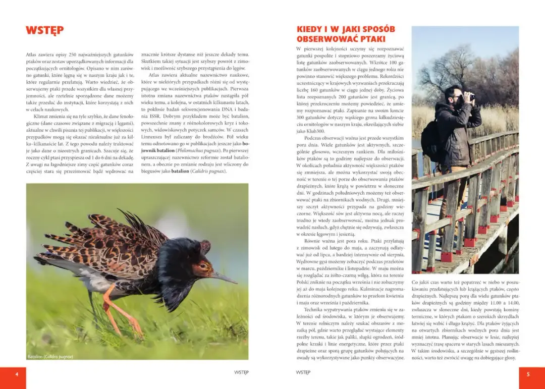 Poznaj wszystkie ptaki które zimują w Polsce - kompletny atlas gatunków