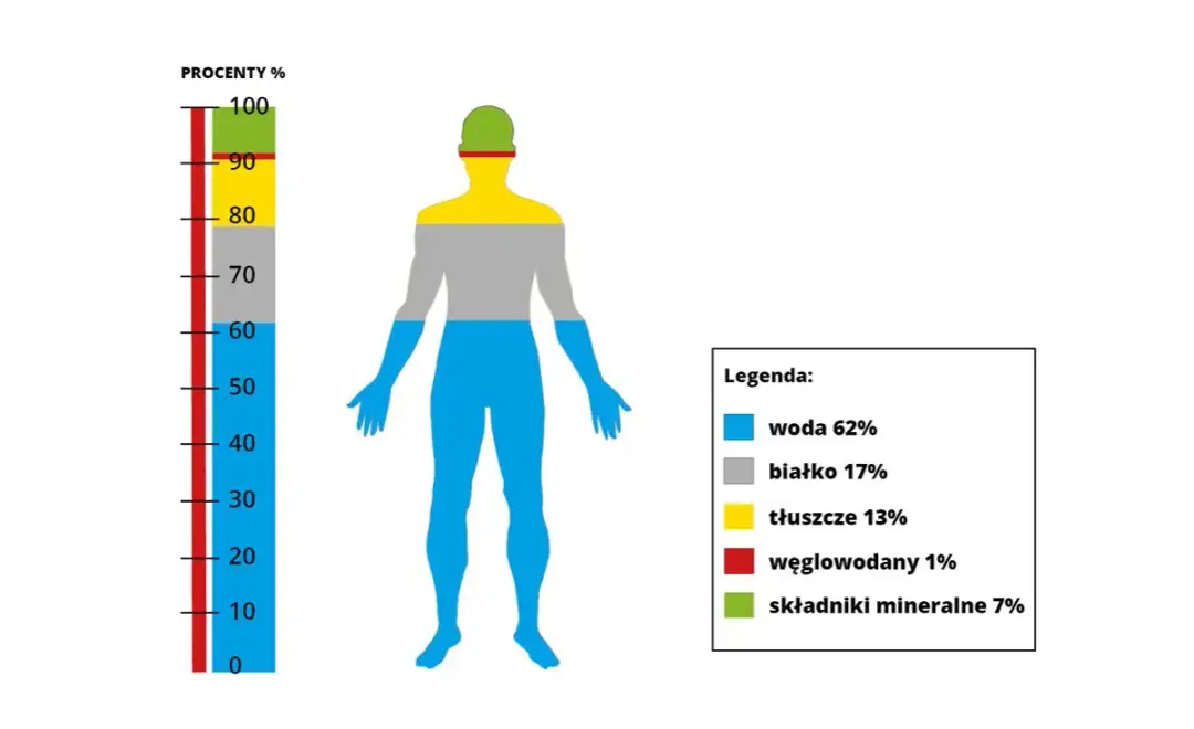 Znaczenie wody dla organizmów żywych w biologii – klucz do życia