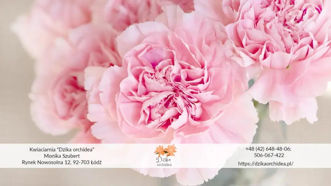 Jak przezimować goździki w doniczce? Mój sekret na piękne kwiaty