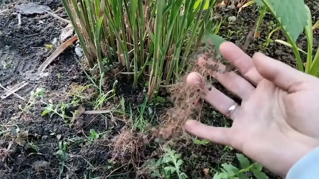 Czerwona koniczyna chwast - odkryj jej ukryte właściwości i zastosowania