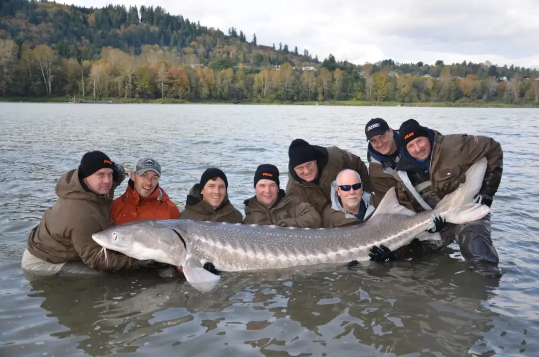 Skuteczne przynęty na jesiotra: unikaj błędów i łów więcej ryb