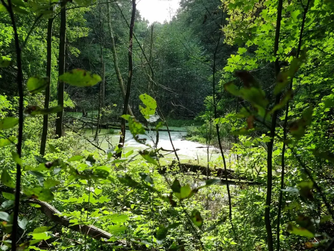 Rezerwat Żurawiniec: Poznaj unikalne torfowisko w sercu Poznania!
