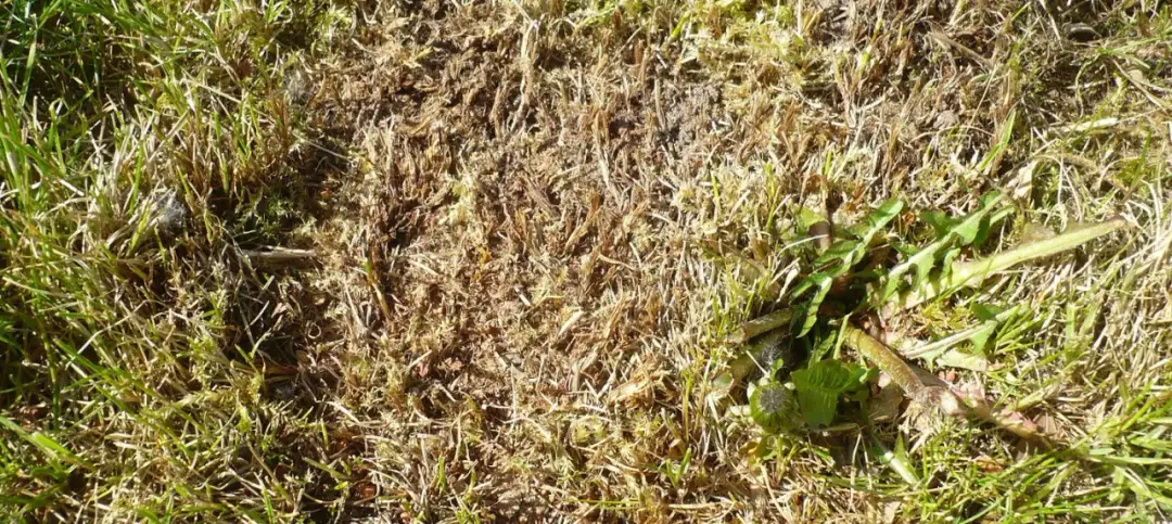 Pędraki w trawniku: Objawy, test i pewna diagnoza. Uratuj trawę!