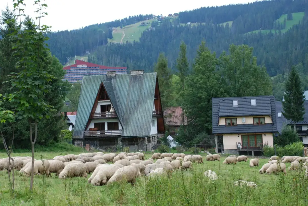 Zakopane: Domek na wierchu z widokiem na Tatry? Oto jak wybrać!