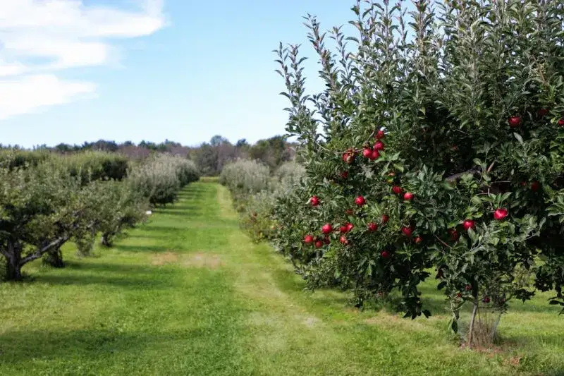 Grójec atrakcje, które zaskoczą każdego miłośnika owoców i natury
