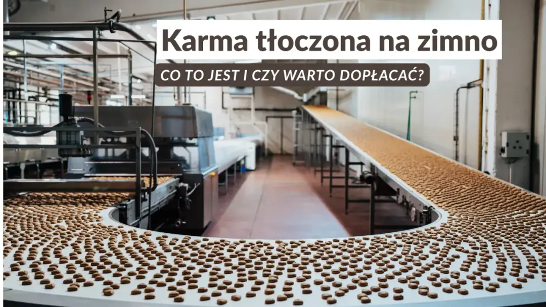 Tłoczona czy ekstrudowana? Wybierz karmę idealną dla trawienia psa