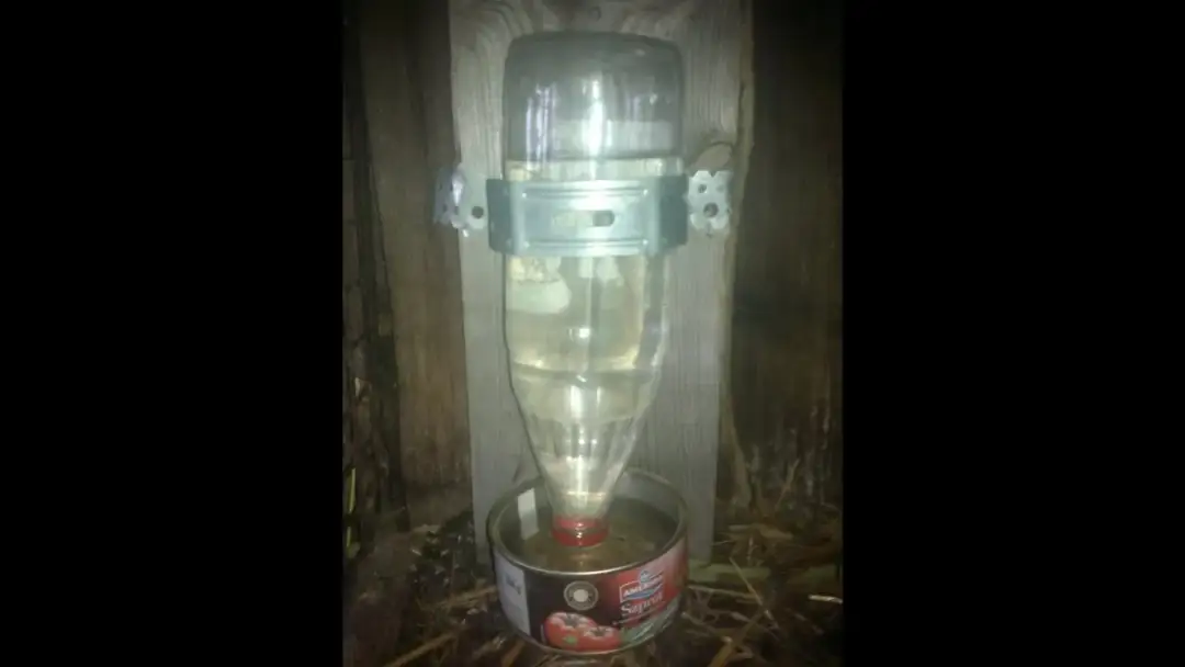 Jak zrobić poidło dla psa - prosta metoda, która ułatwi życie zwierzakowi