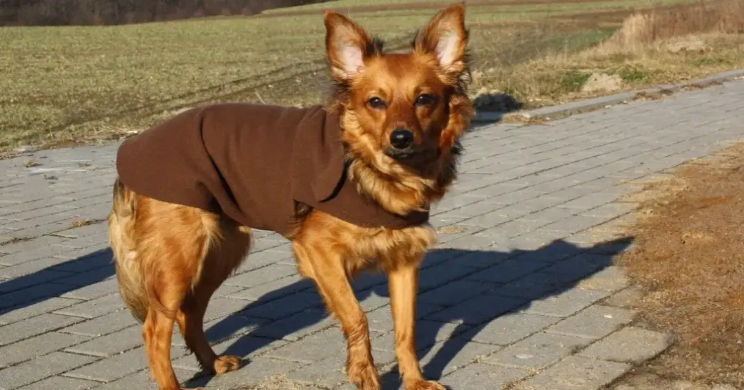 Jak zrobić ubranko dla psa z bluzy – proste kroki na idealny strój