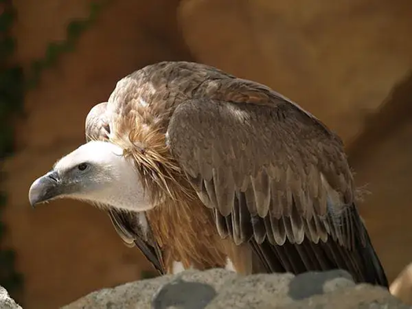 Sępy w Polsce - Poznaj wszystkie gatunki tych drapieżnych ptaków