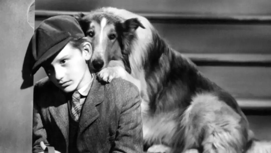 Lassie: Rasa psa w filmie i jej unikalne cechy oraz charakter